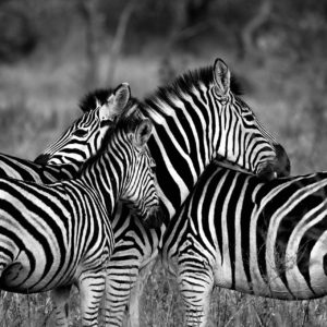 Wandbild Zebras Wildniss