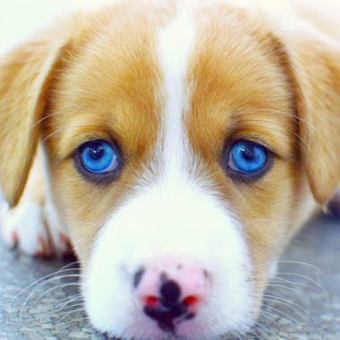 Wandbild Hund blaue Augen, Natur & Tiere