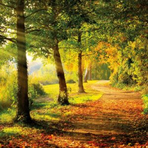 Wandbild Waldweg Herbst, Natur & Landschaft