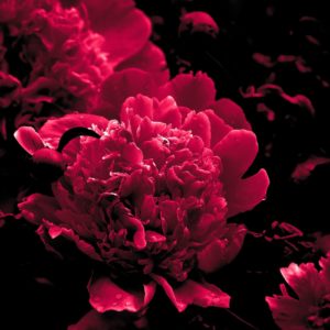 Wandbild Pfingstrose purpur auf schwarz, Natur & Landschaft