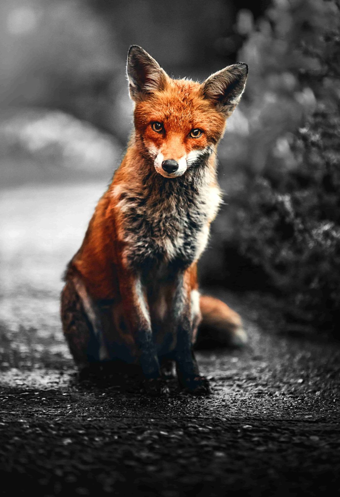 Wandbild Fuchs, Natur & Tiere
