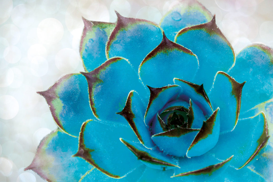 Wandbild Blaue Blume, Natur & Abstrakt