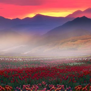 Wandbild Blumenfeld in Bergen, Natur & Landschaft