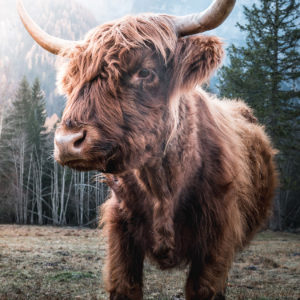 Wandbild Bulle stehend, Tiere & Natur