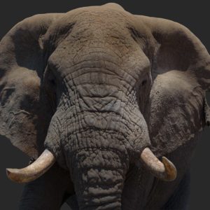 Wandbild Elefantenkopf farbig Querformat, Natur & Tiere