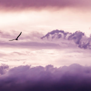 wandbild-moewen-ueber-den-wolken-natur-tiere-original