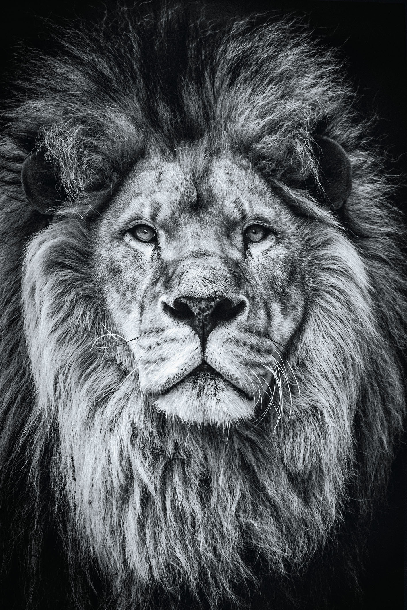Kaufen Sie Schwarz-weiß Fotografie Poster Löwe - 30 x 40 cm zu  Großhandelspreisen