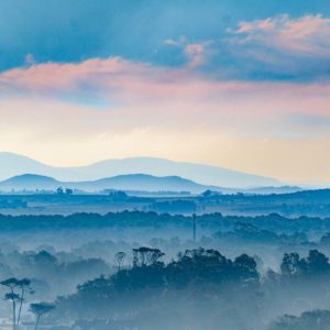 Wandbild Wald vor Bergen, Natur & Landschaft