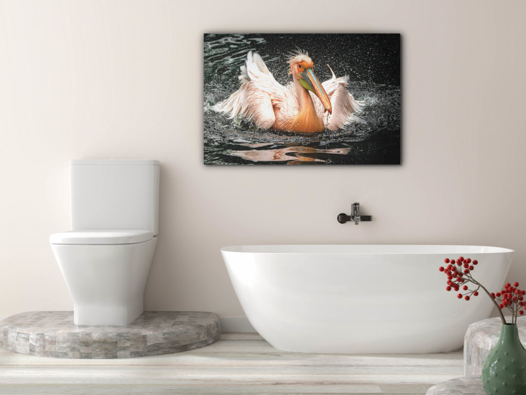wandbild-waschtag-beim-pelikan-natur-tiere-bad