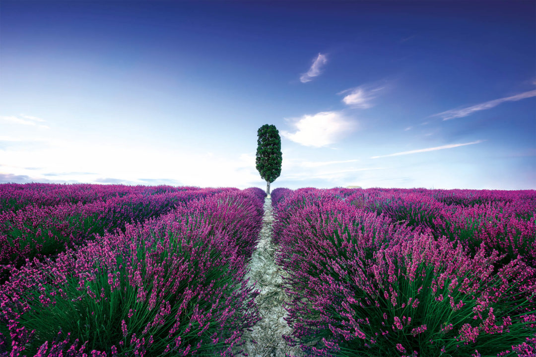 Wandbild Blumenfeld Lavendel