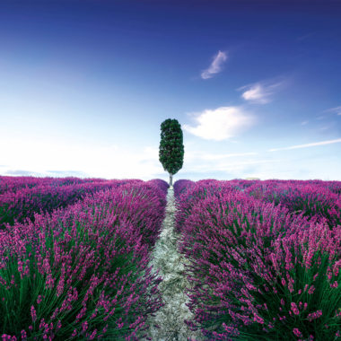 Wandbild Blumenfeld Lavendel