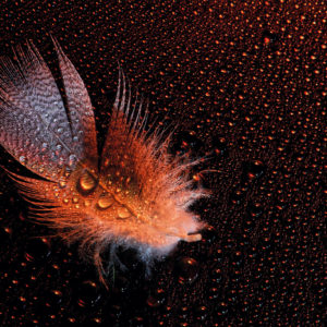 Wandbild Feder mit Wassertropfen