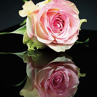 wandbild-gespiegelte-rose-natur-hanni-huelsmann-original-web