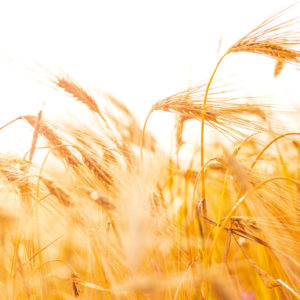 Wandbild Getreide im Wind