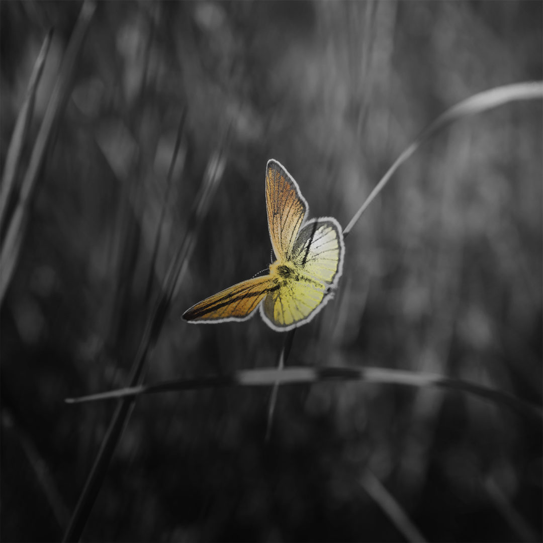 Wandbild Goldener Schmetterling