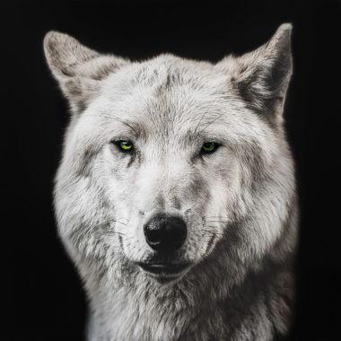 wandbild-wolf-mit-gruenen-augen-tiere-natur-web.jpg