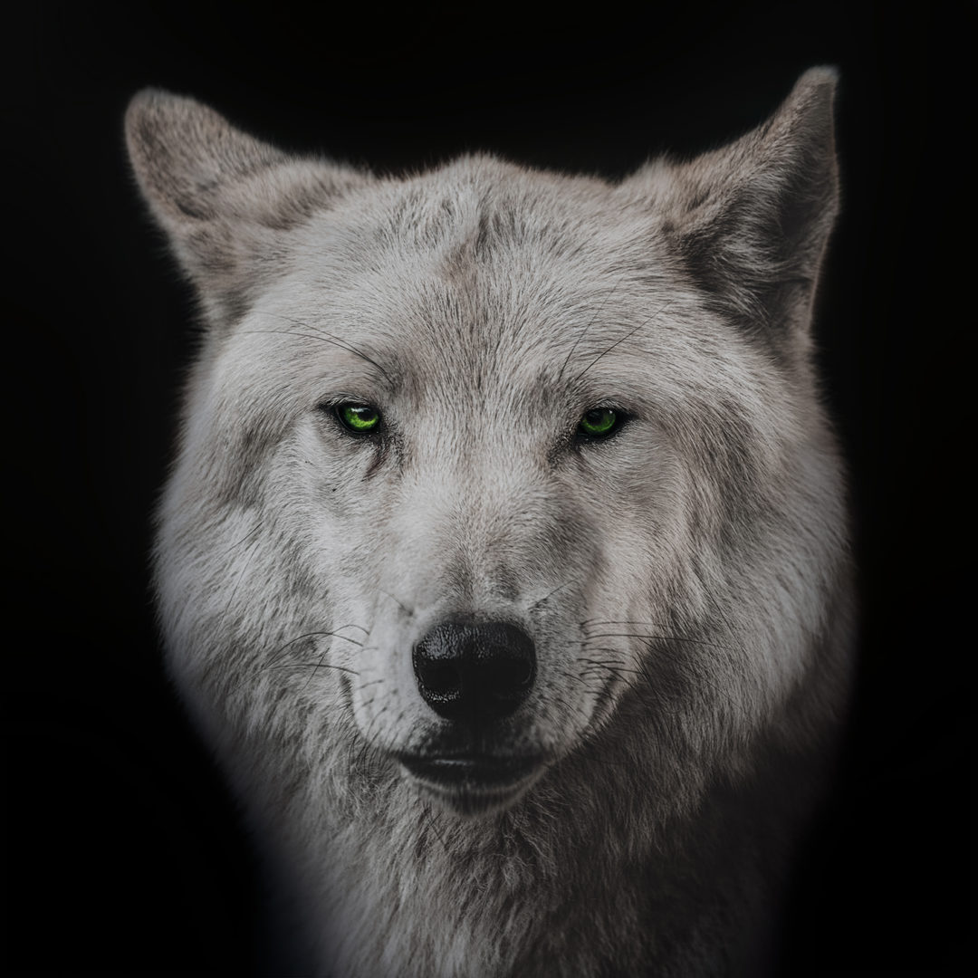 Wandbild Wolf mit grünen Augen