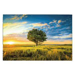 wandbild-einsamer-baum-im-feld-natur-landschaft-item.png