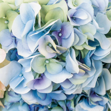 Wandbild Blauweiße Blumenpracht