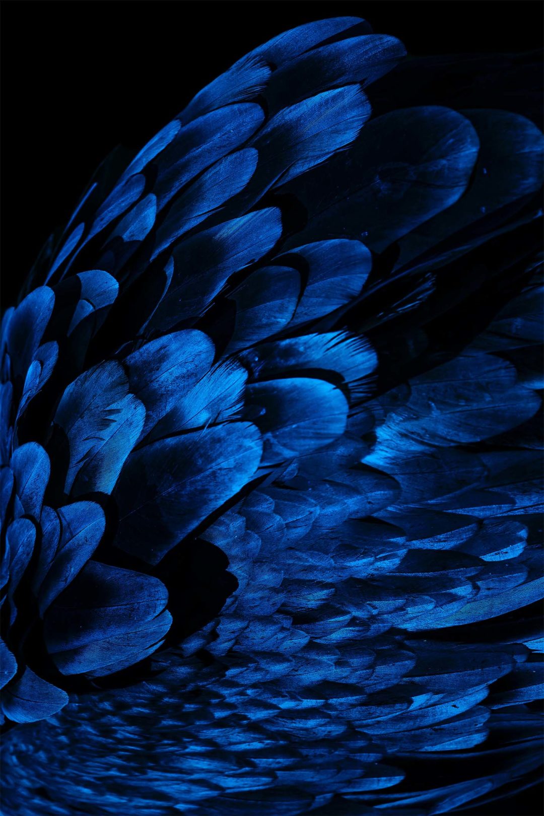 Wandbild Blaue Federn