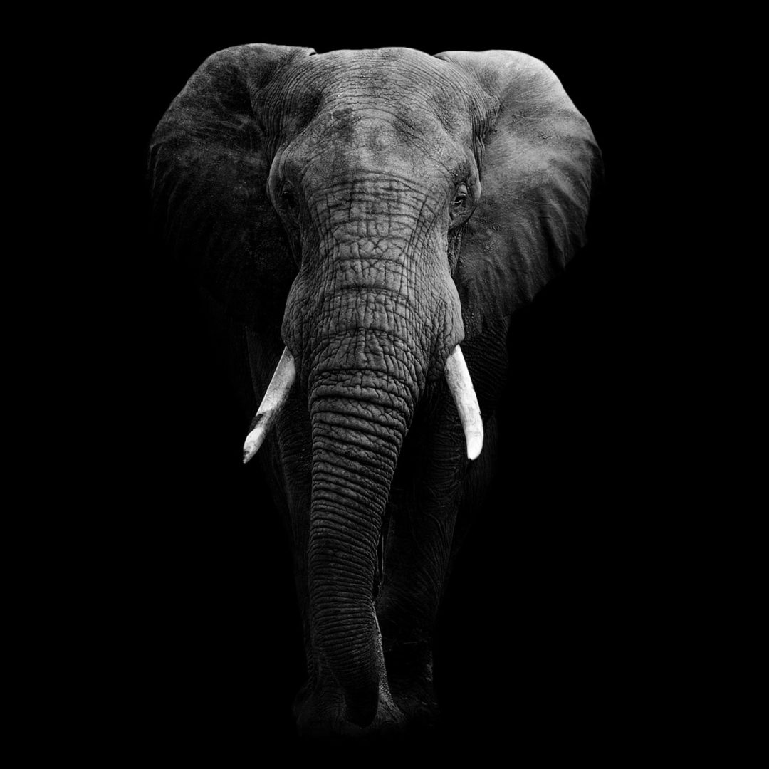 Wandbild Elefant