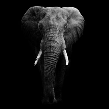 Wandbild Elefant