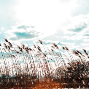 Wandbild Gräser im Wind