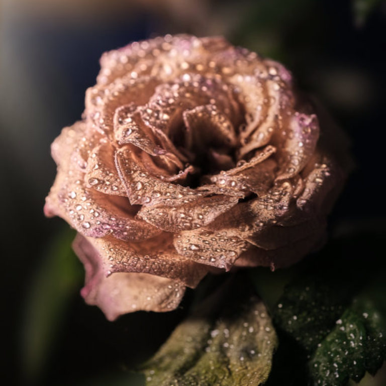 Wandbild Rose