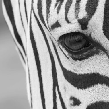 Wandbild Zebra Vision