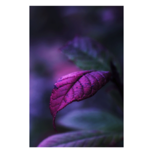 Wandbild Vibrant Violet