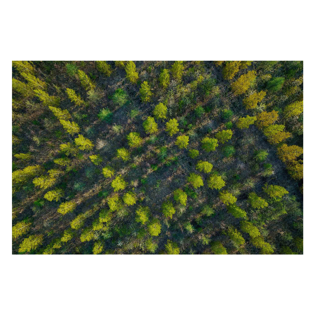 Wandbild Wald von oben