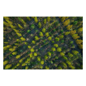 Wandbild Wald von oben