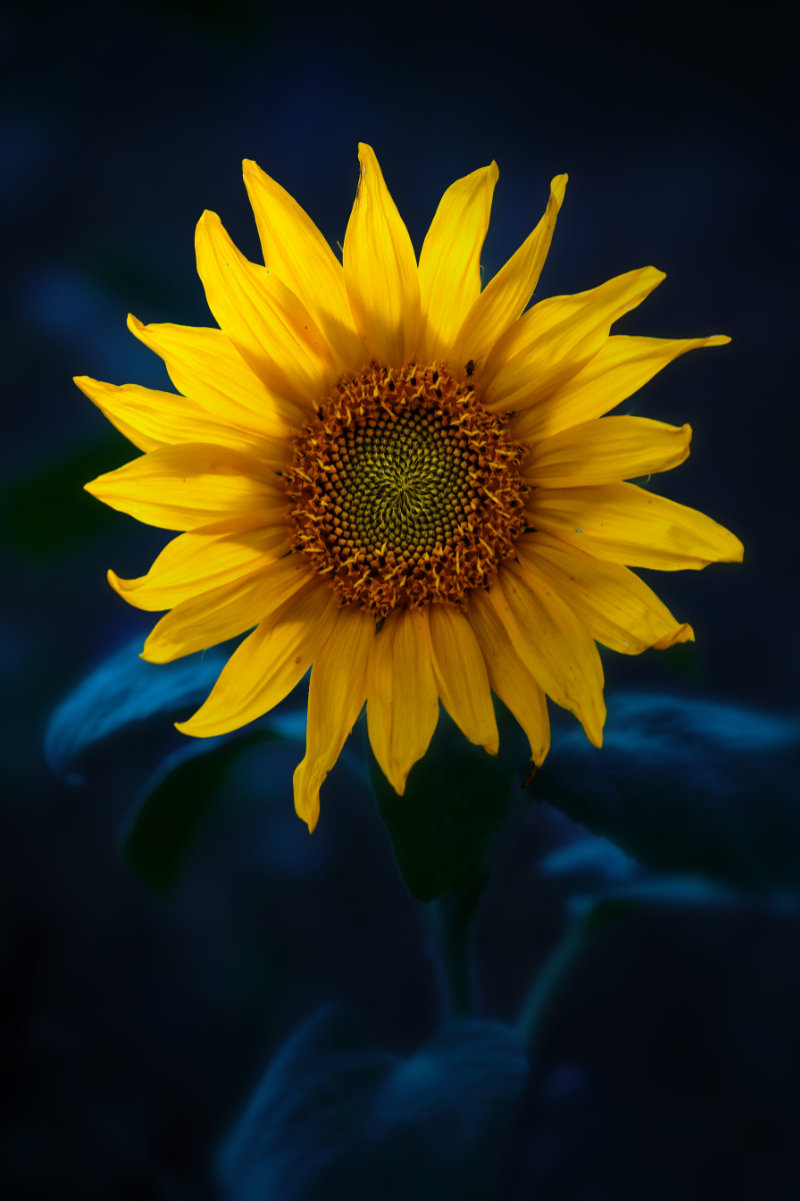 Wandbild Sonnenblume 1