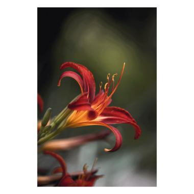 Wandbild Liliaceae
