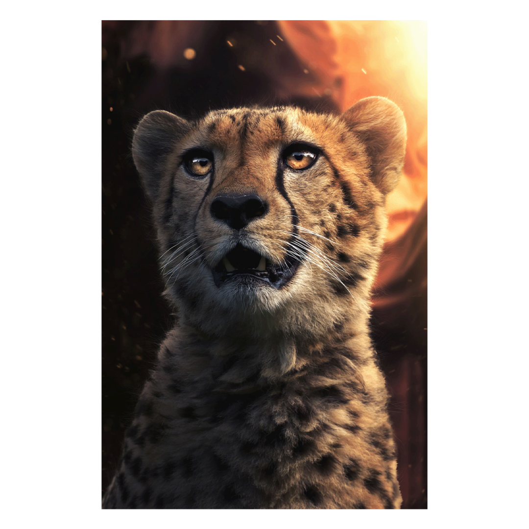 Wandbild Cheetah Magic