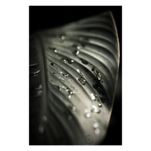 Wandbild Leaf of Tranquility