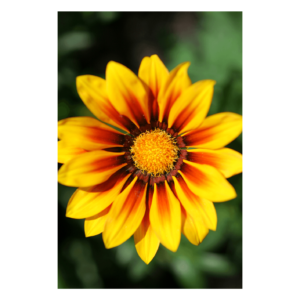 Wandbild Gaillardia Aristata