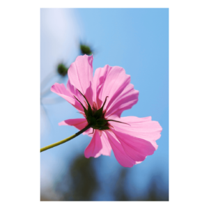 Wandbild Heavenly Bloom