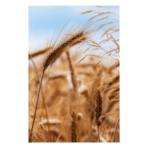 Wandbild Prairie Harmony