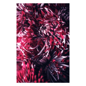 Wandbild Tropical Blossom Burst